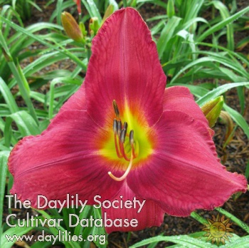 Daylily I Can't Stop Loving You